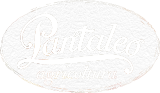 pantaleo